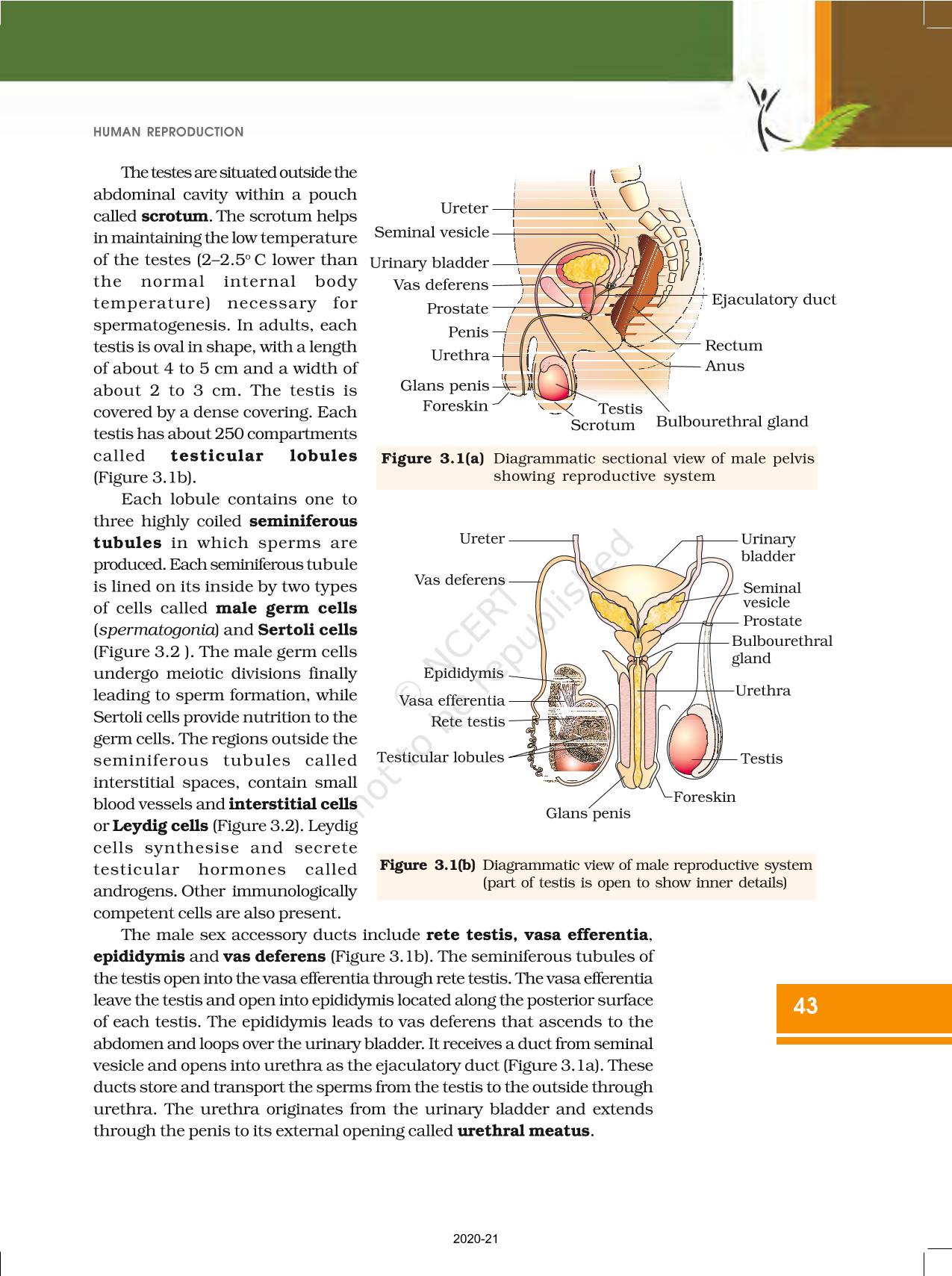 Human Reproduction Ncert Book Of Class Biology